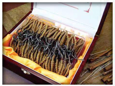 永安坝街道冬虫夏草回收